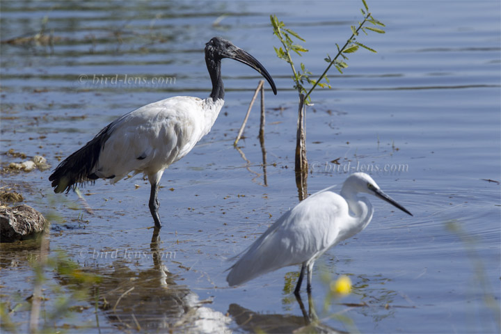 Heiliger Ibis Heiliger Ibis